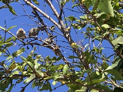 Psaltriparus minimus