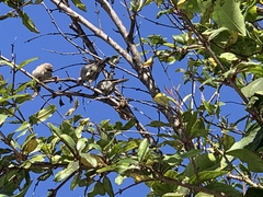 Psaltriparus minimus