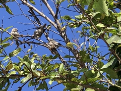 Psaltriparus minimus