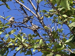 Psaltriparus minimus