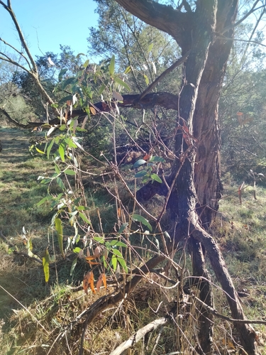 Image of Mealy Stringybark (Eucalyptus cephalocarpa) by (c) plantlookymagee, some rights reserved (CC BY)