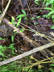 Chaerophyllum procumbens