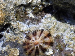 Patella ulyssiponensis