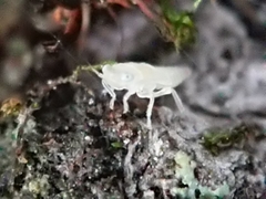 Hemiptera
