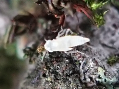 Hemiptera