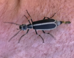 Epicauta cinerea-group