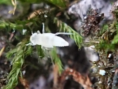 Hemiptera