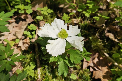 Petit Anémone 2