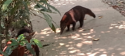 South American Coati
