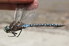 Aeshna interrupta lineata