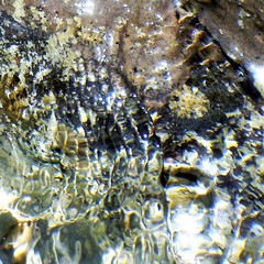 Patella ulyssiponensis