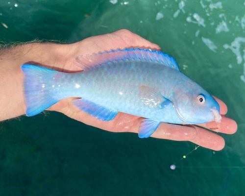 Blue kwab (Scarus coeruleus) — Scaridae — 2
