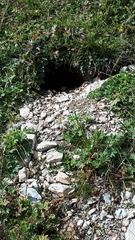 Marmota marmota