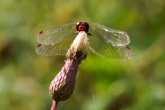 Sympetrum sanguineum