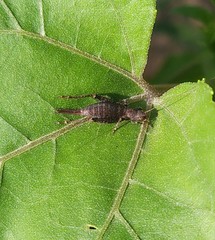 Arachnocephalus vestitus