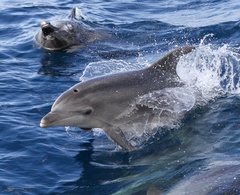 Bottlenose Dolphin