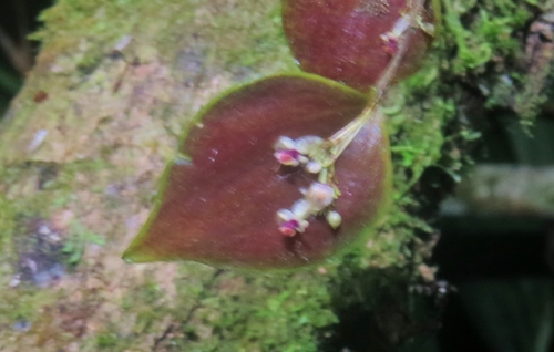 Lepanthes appendiculata image