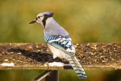 Cyanocitta cristata image