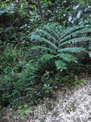 Angiopteris fokiensis