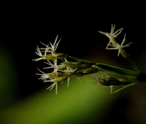 Fimbristylis fusca iNat (1)