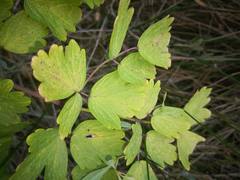 Thalictrum aquilegiifolium