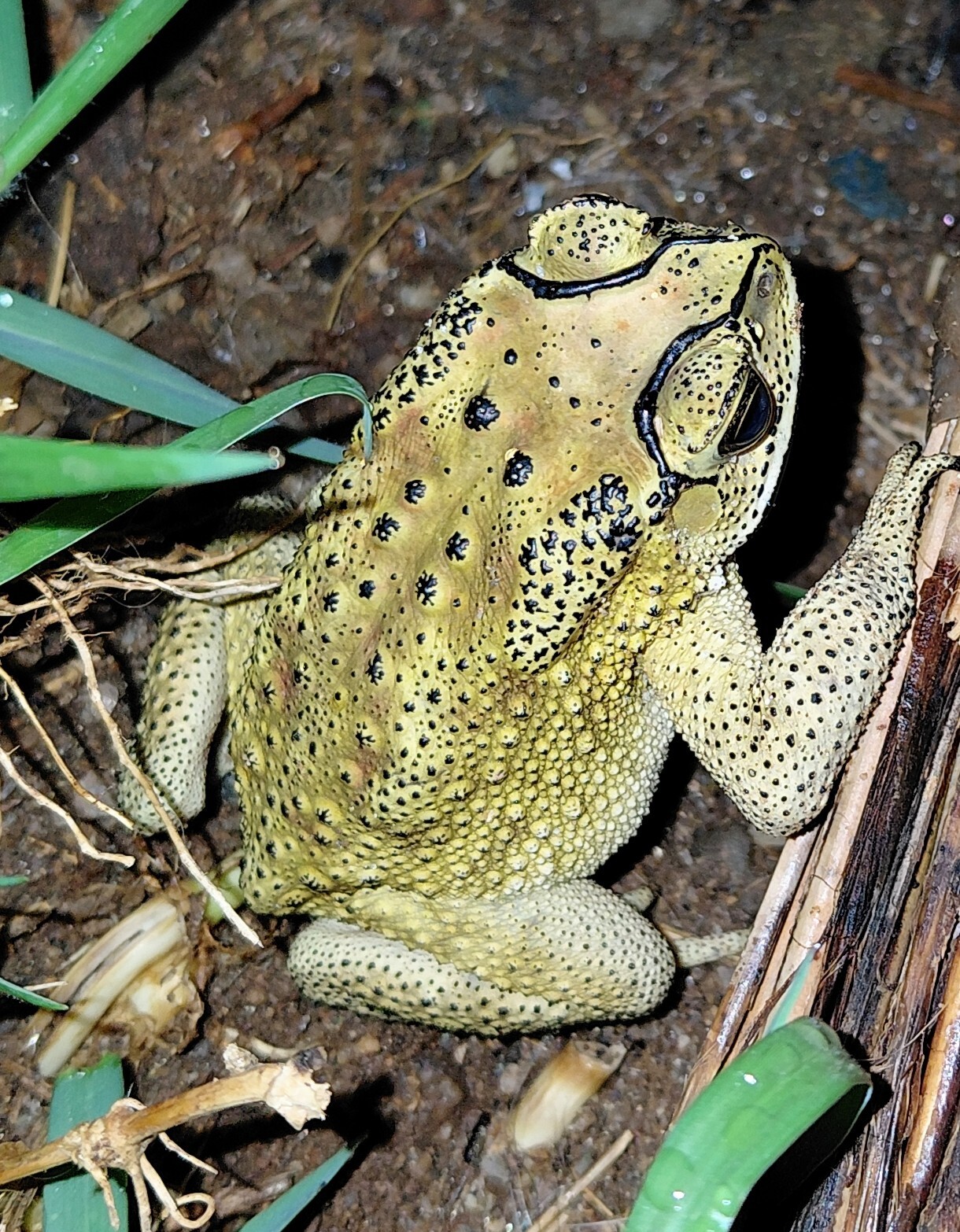 Indian Common True Toad