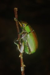 Chrysina