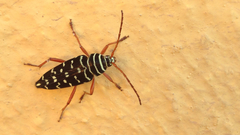 Placosternus erythropus