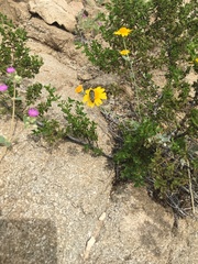 Acmaeodera