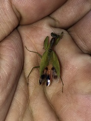Acontista aurantiaca