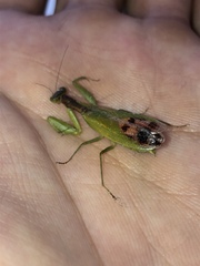 Acontista aurantiaca