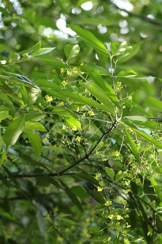 Euonymus nitidus, photograph 4