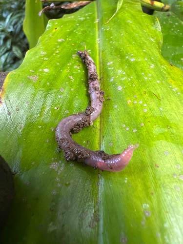 Pontoscolex corethrurus, 2025-04-29