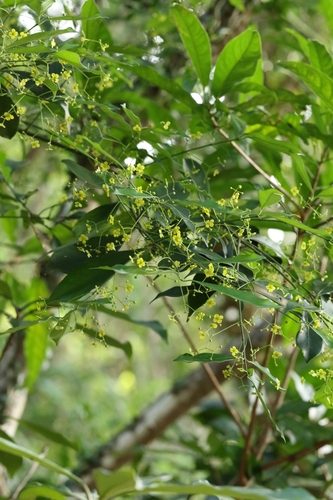 Euonymus nitidus, photograph 5