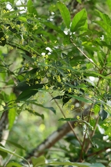 Euonymus nitidus, photograph author not stated, no rights reserved