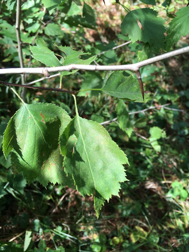 hawthorns from East St, Belchertown, MA, US on August 29, 2019 at 0139
