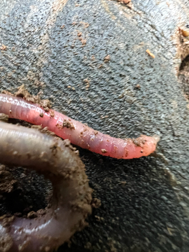 Pontoscolex corethrurus, 2025-04-29