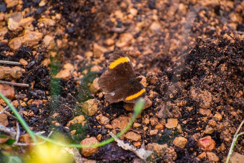 Pedaliodes pacifica