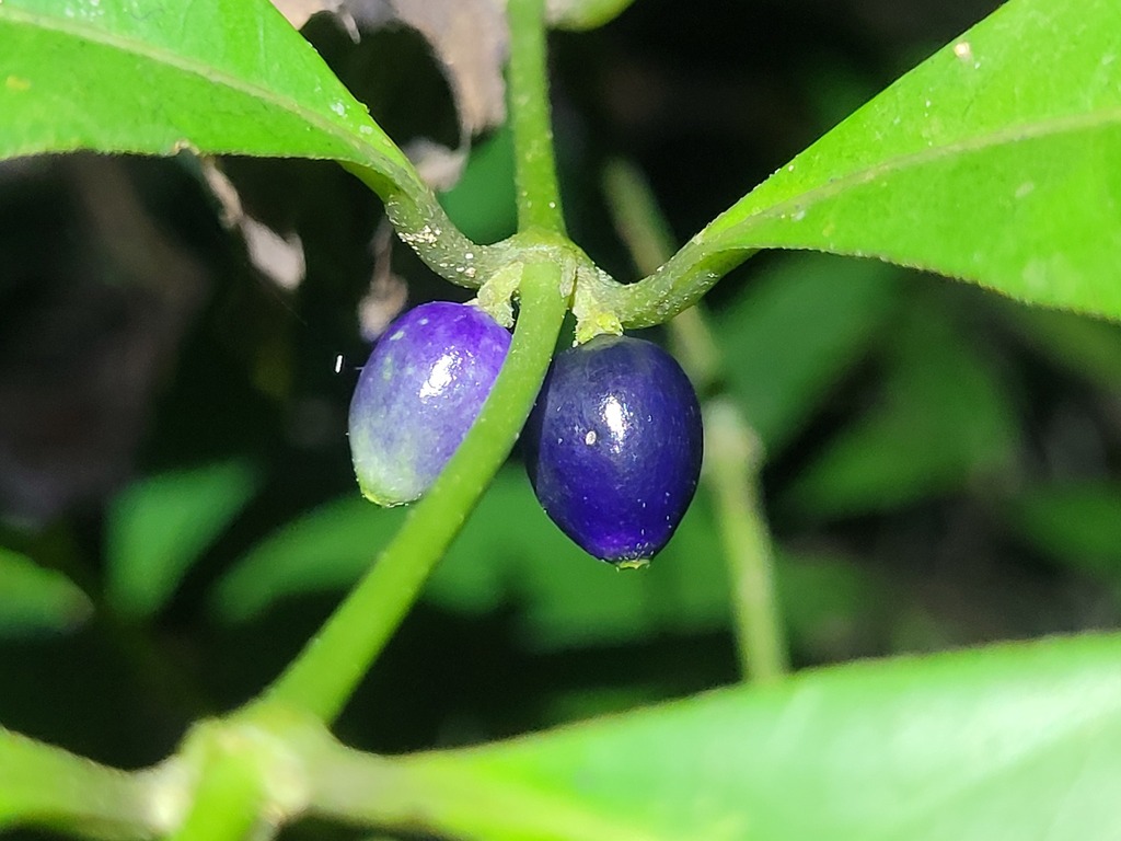 Ronabea latifolia