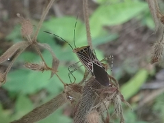 Hypselonotus lineatus