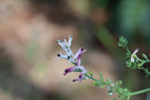 Fumaria agraria (Fumaria agraria)
