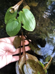 Potamogeton pulcher
