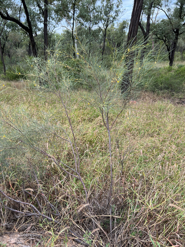 Acacia tenuissima, 2025-04-30