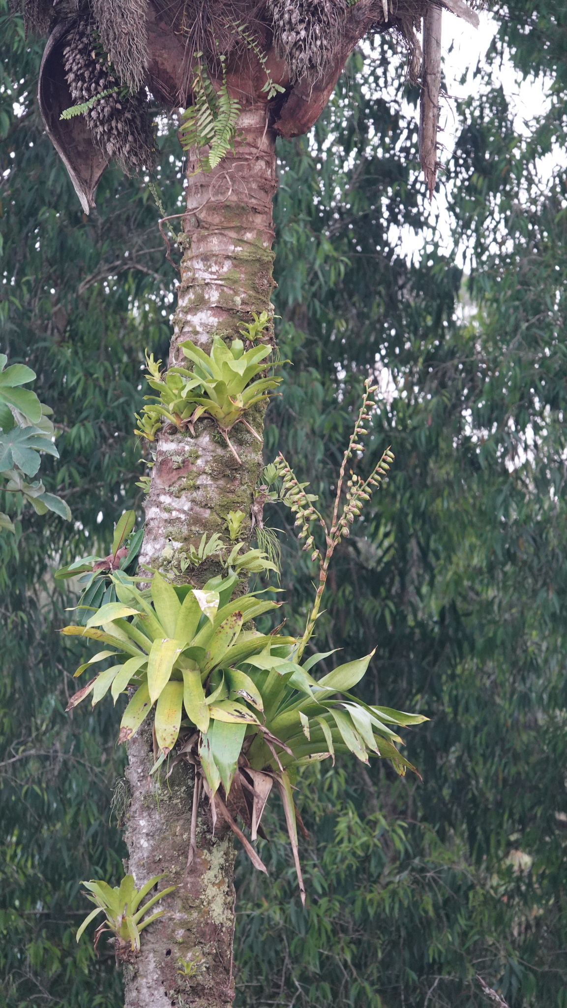 Imagem de Bromélia-gigante