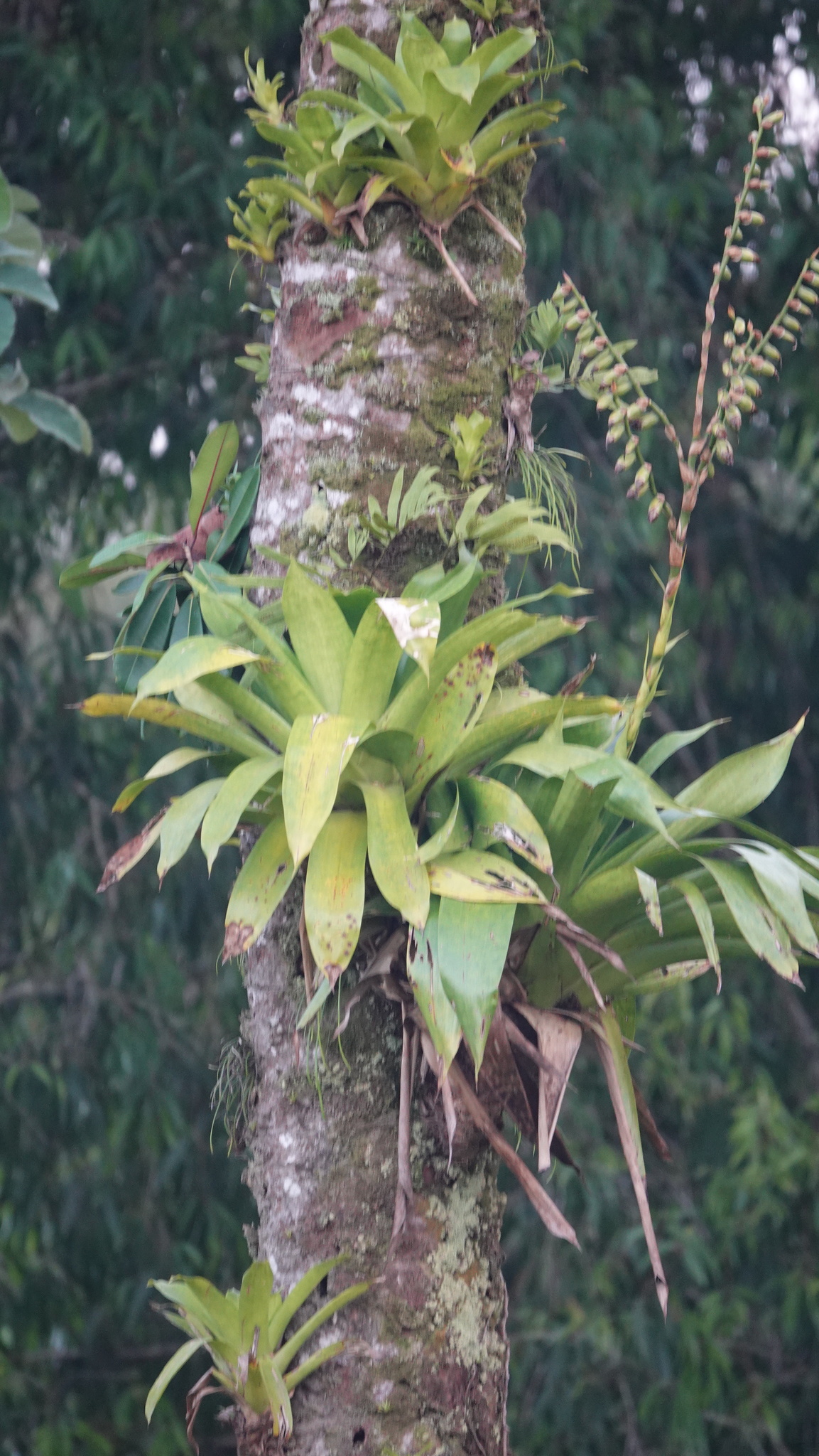 Imagem de Bromélia-gigante