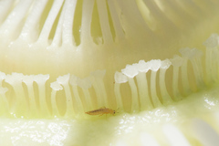 Frankliniella
