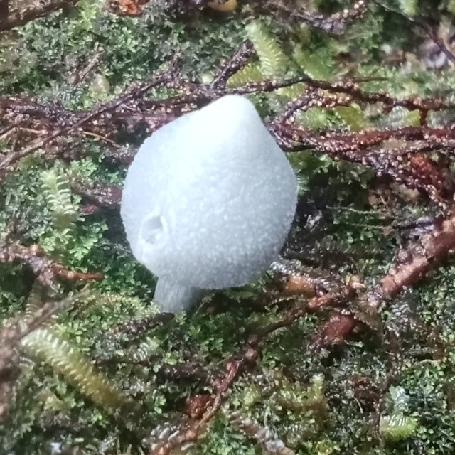 Entoloma canoconicum · April 2025 · photo: © carey_knox_southern_scales (iNaturalist, cc-by-nc)