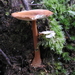 Rust-Powdered Amanita - Photo (c) Mike, some rights reserved (CC BY-NC), uploaded by Mike