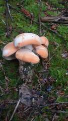 Hydnum washingtonianum