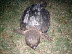 Macrochelys temminckii